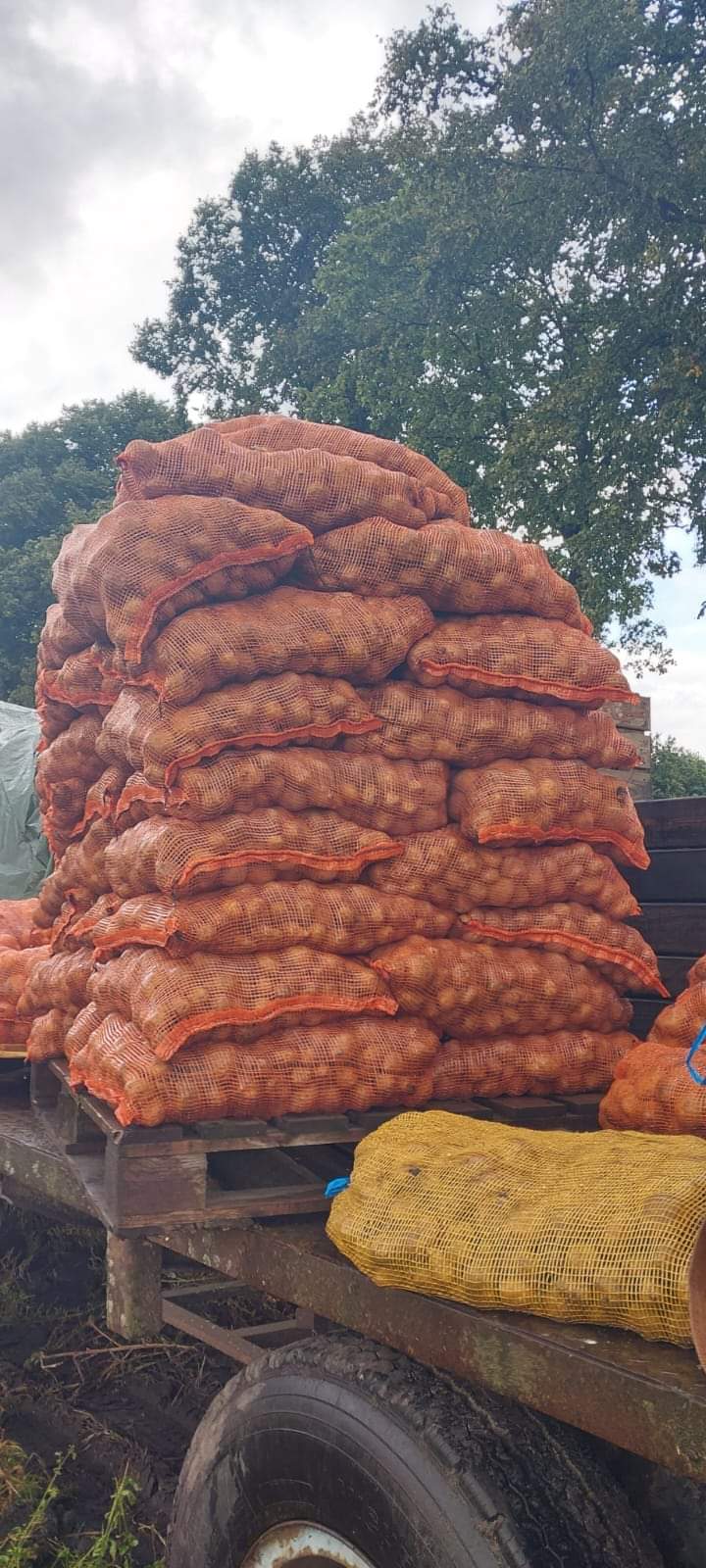 Netzakken geweven 45 x 60 cm (per 100 stuks) gebruik: Aardappelen